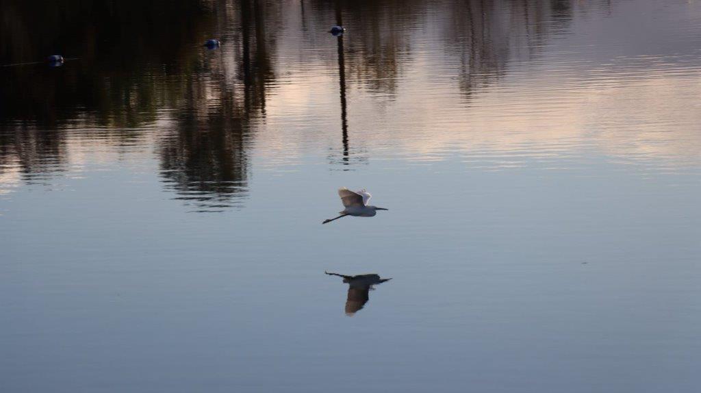 A bird flying over water

Description automatically generated