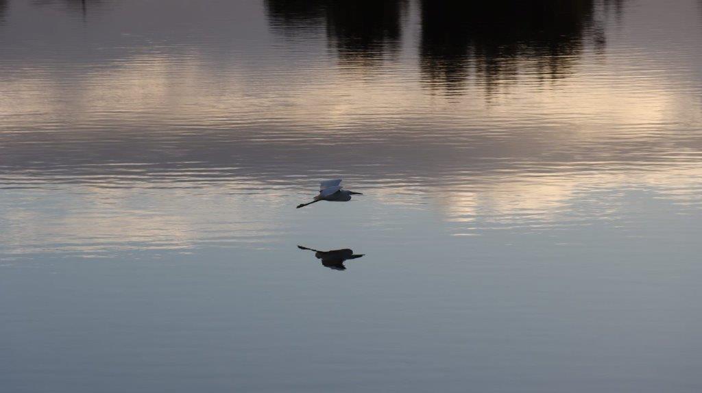 A bird floating on water

Description automatically generated