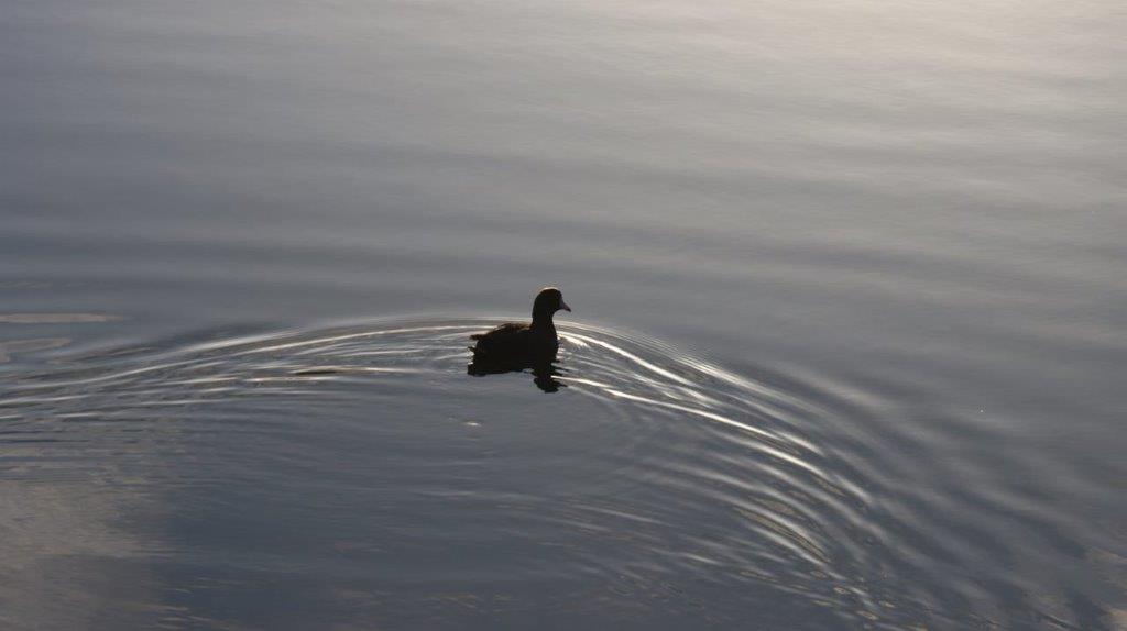 A duck swimming in water

Description automatically generated