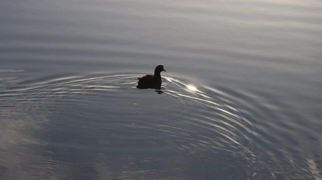 A duck swimming in water

Description automatically generated