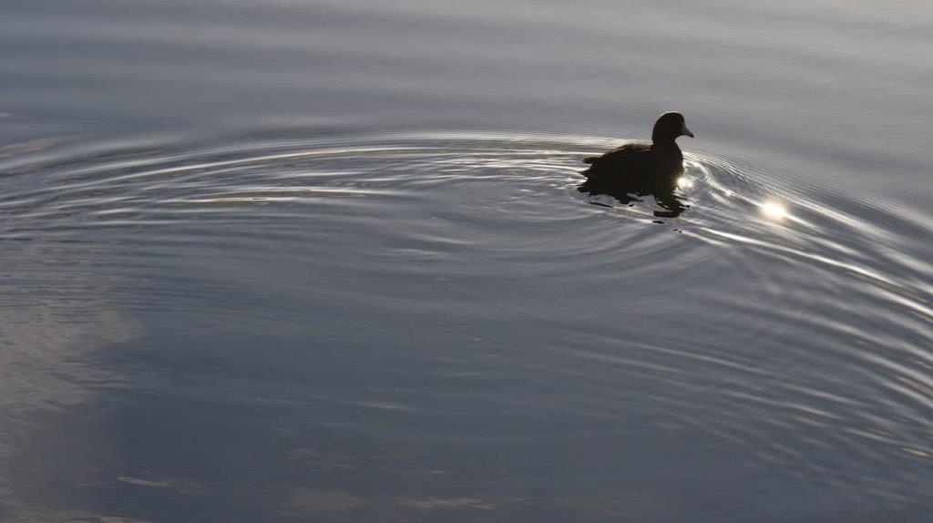 A duck swimming in water

Description automatically generated