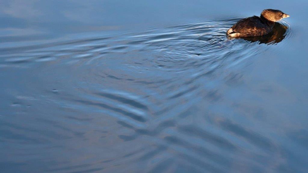 A close-up of a bird swimming in water

Description automatically generated