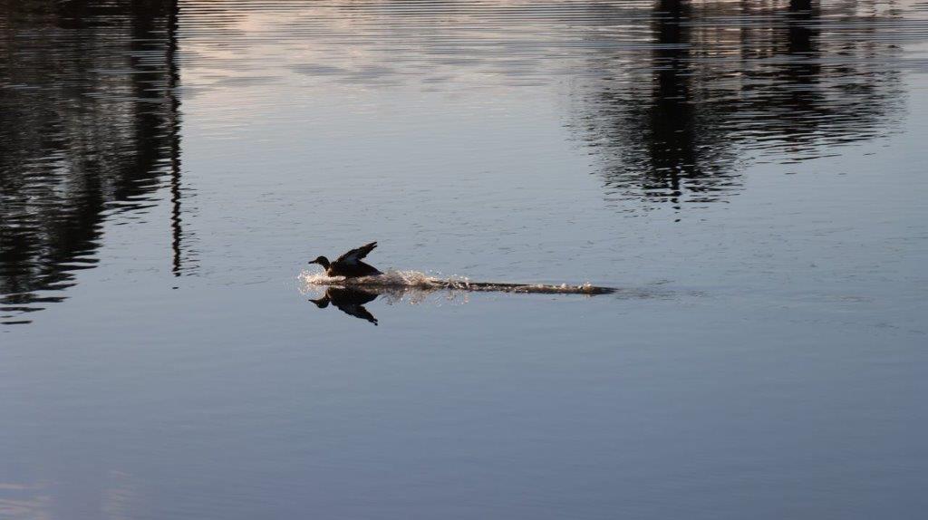 A bird on a boat in the water

Description automatically generated