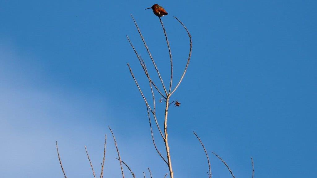 A bird perched on a branch

Description automatically generated