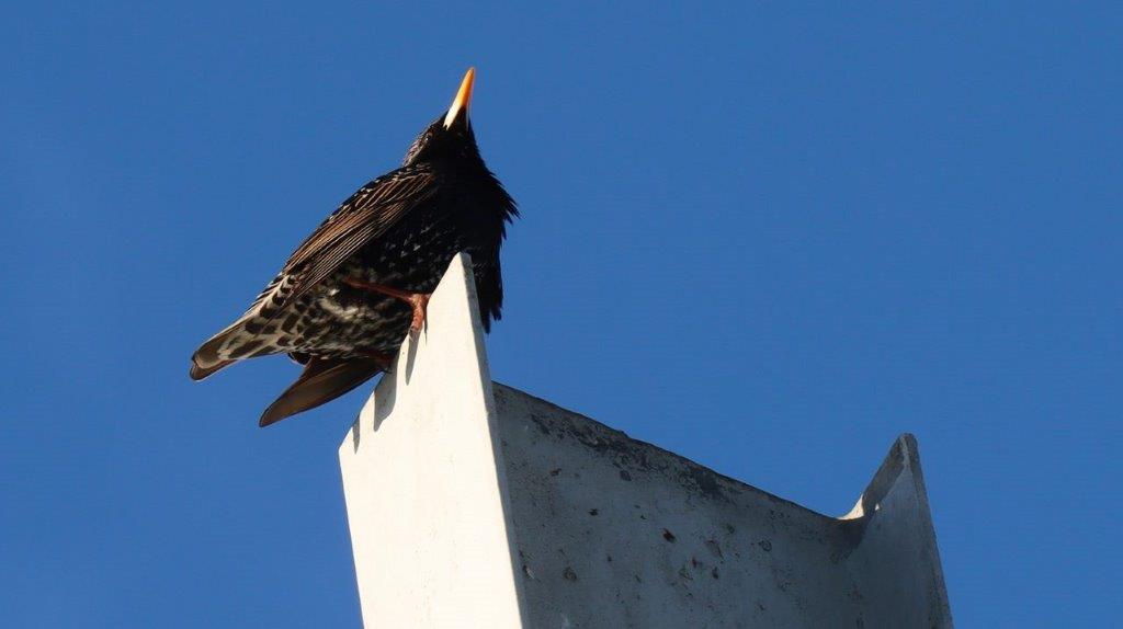 A bird perched on a white surface

Description automatically generated