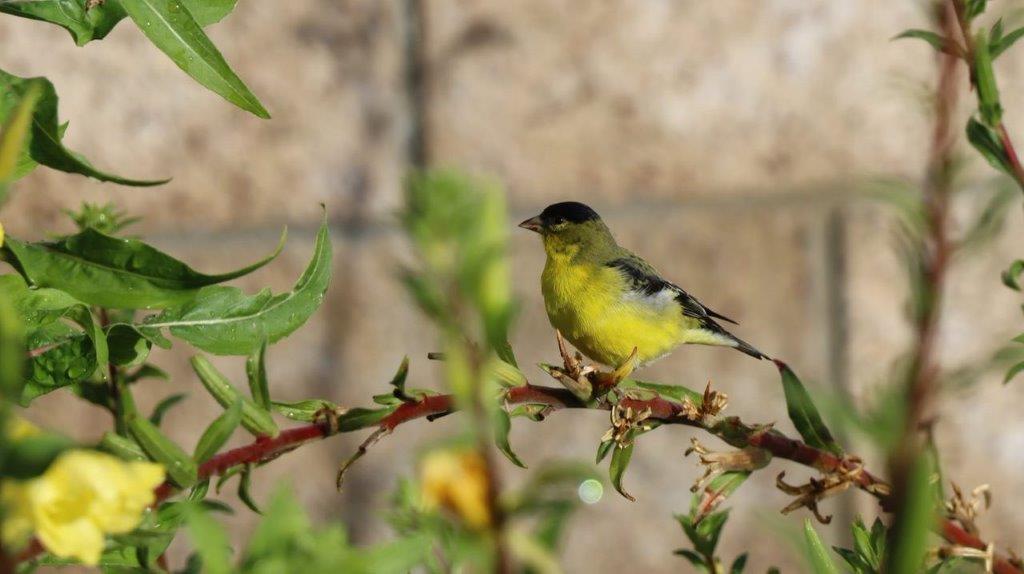 A bird perched on a branch

Description automatically generated