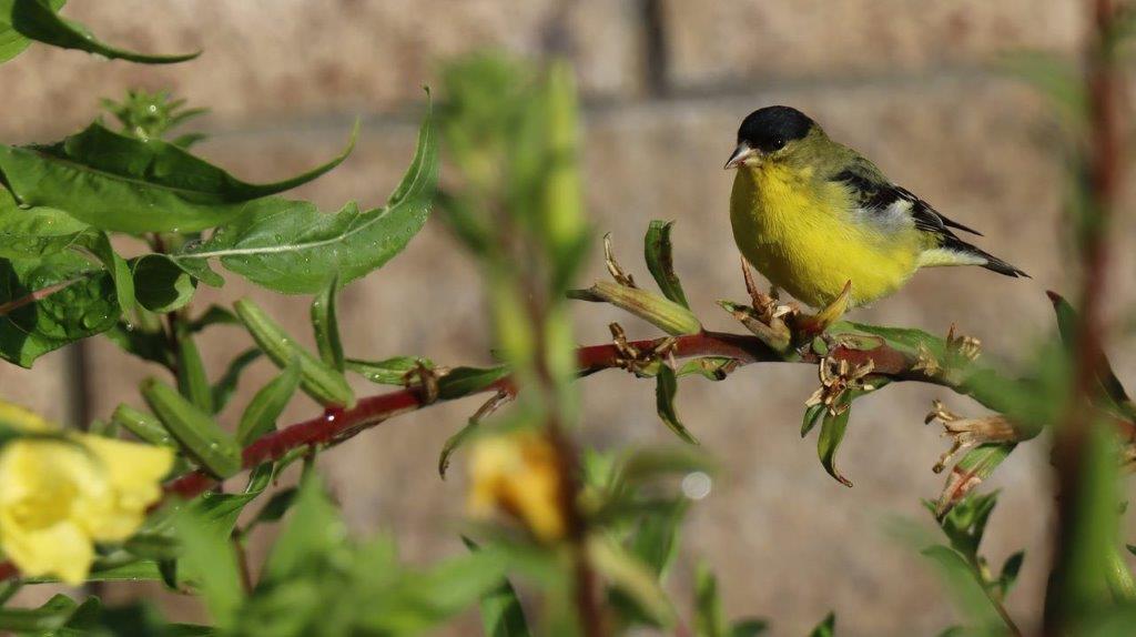 A bird on a branch

Description automatically generated