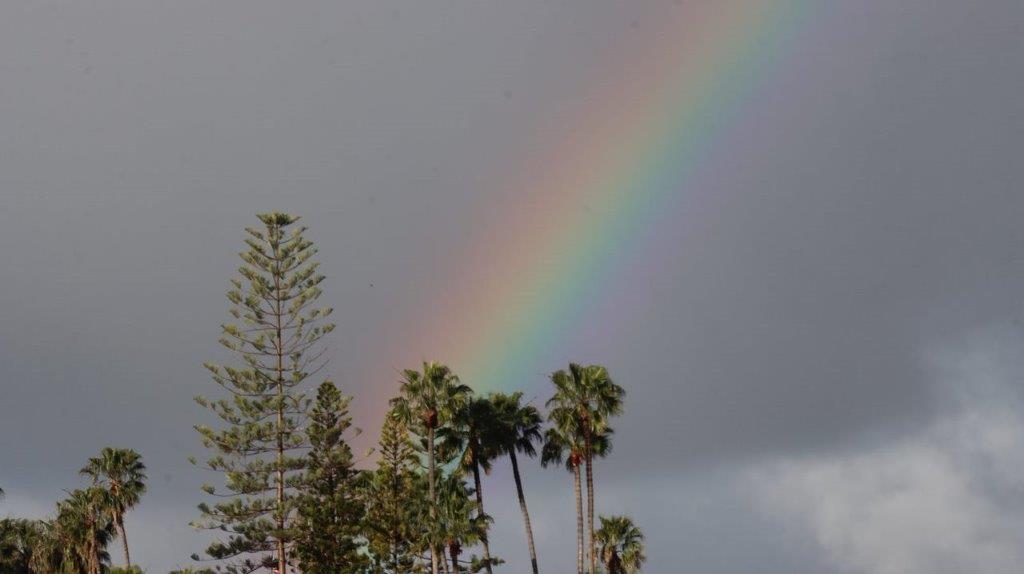 A rainbow over palm trees

Description automatically generated