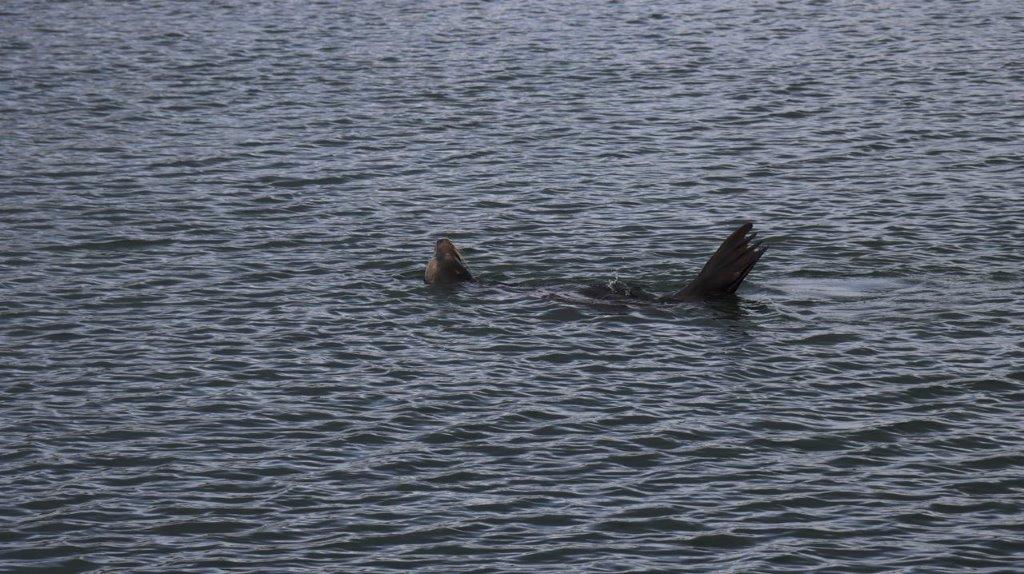 A seal swimming in the water

Description automatically generated
