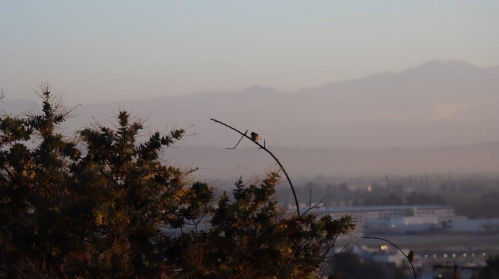 A bird perched on a branch

Description automatically generated
