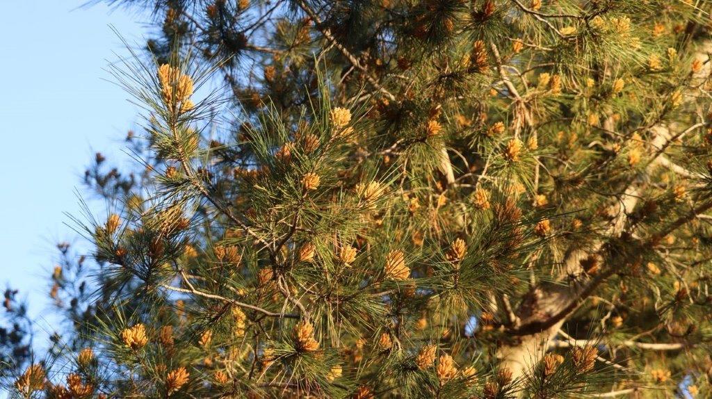 A close-up of a pine tree

Description automatically generated