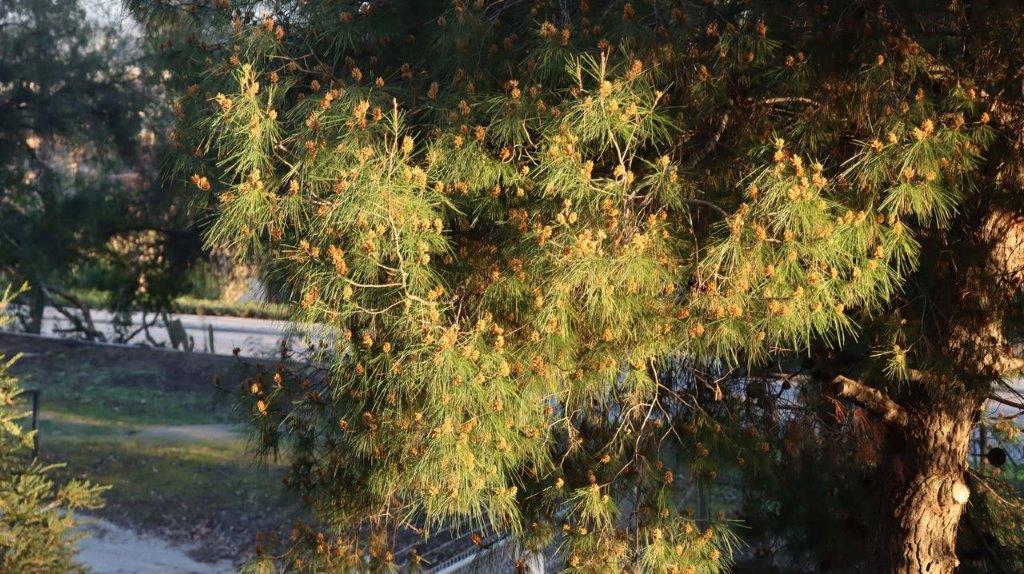 A tree with green leaves

Description automatically generated