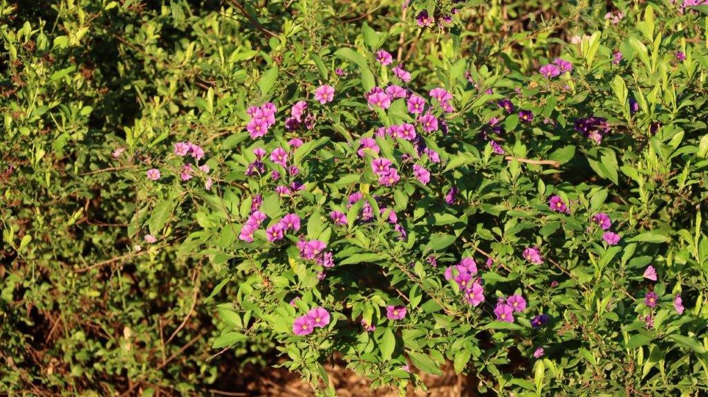 A bush with purple flowers

Description automatically generated