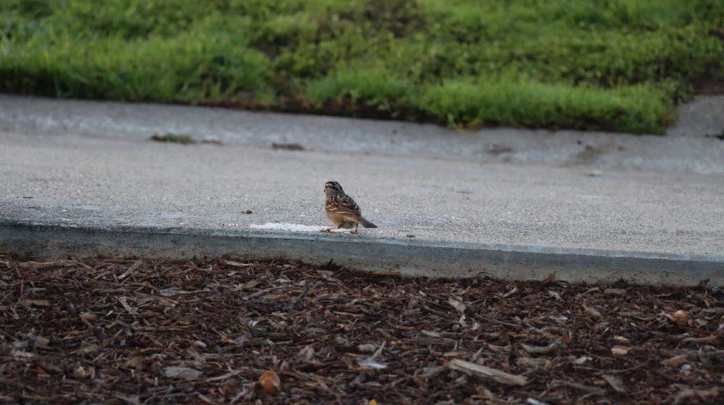 A bird on the sidewalk

Description automatically generated