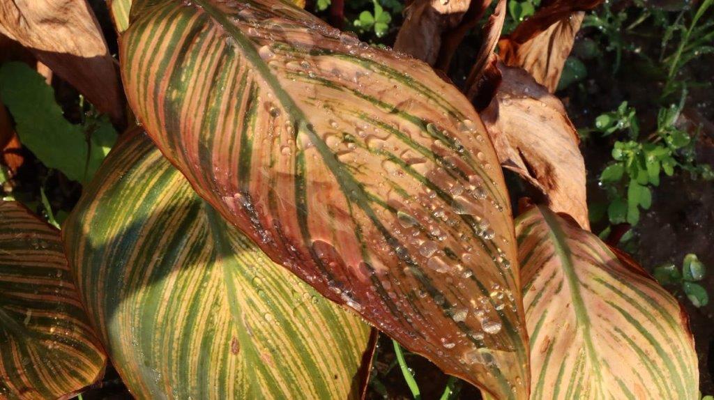 A close-up of a leaf

Description automatically generated