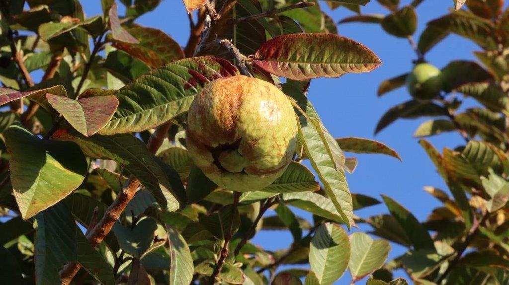 A fruit on a tree

Description automatically generated