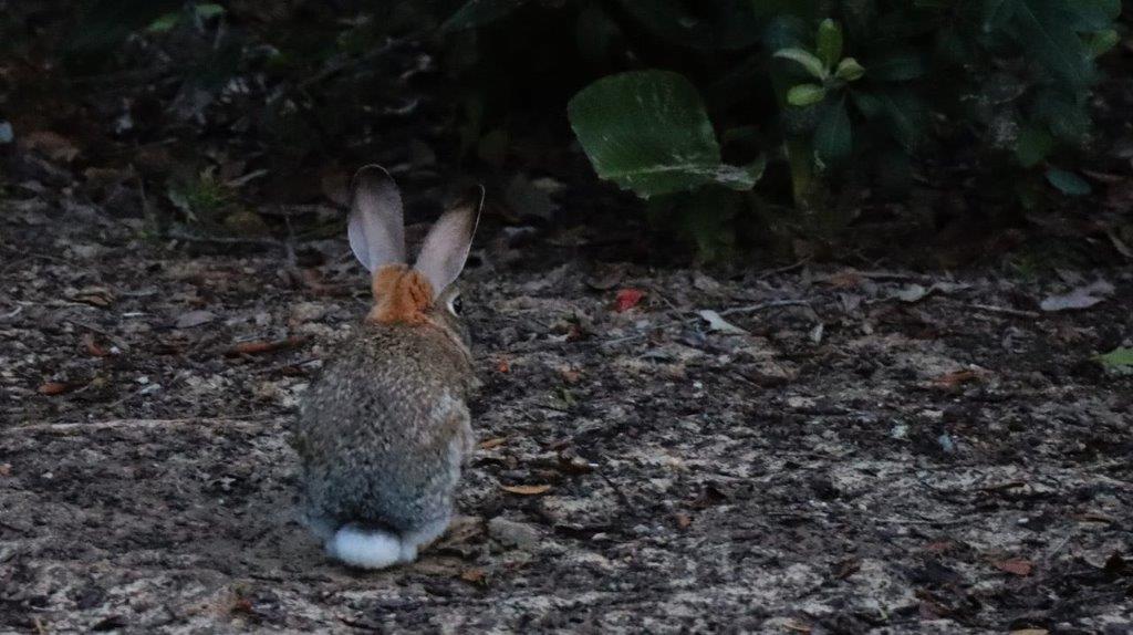 A rabbit sitting on the ground

Description automatically generated