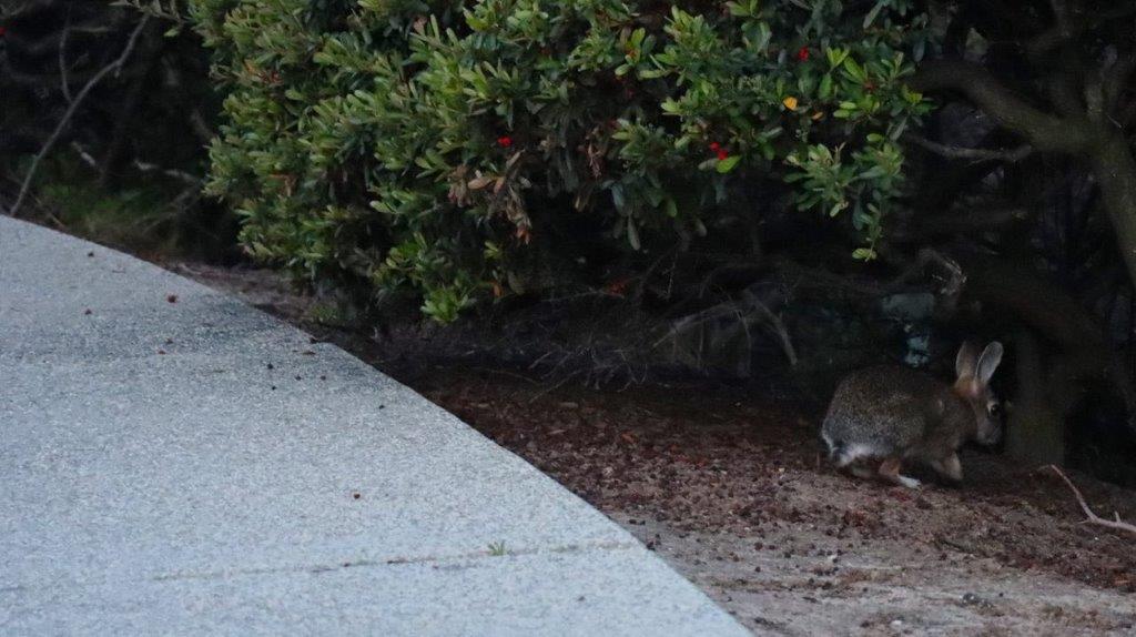 A rabbit under a bush

Description automatically generated