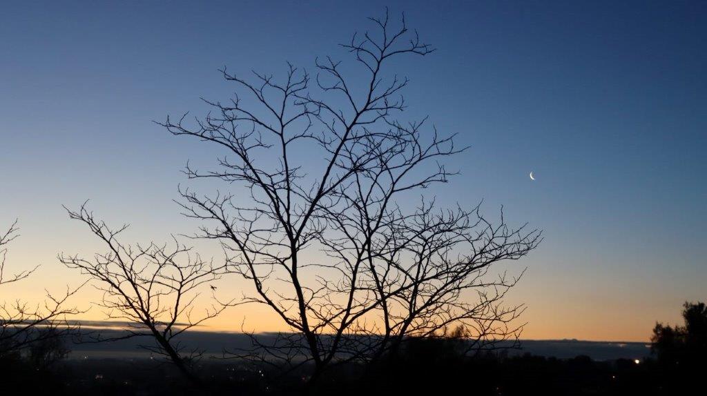 A tree with no leaves

Description automatically generated