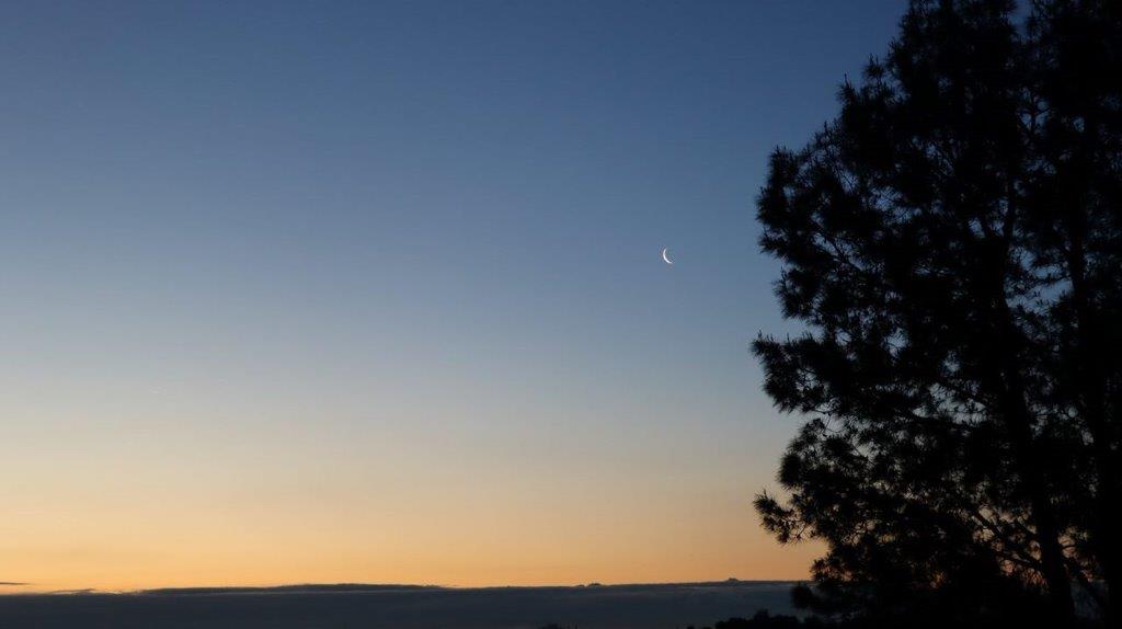 A tree and a moon in the sky

Description automatically generated