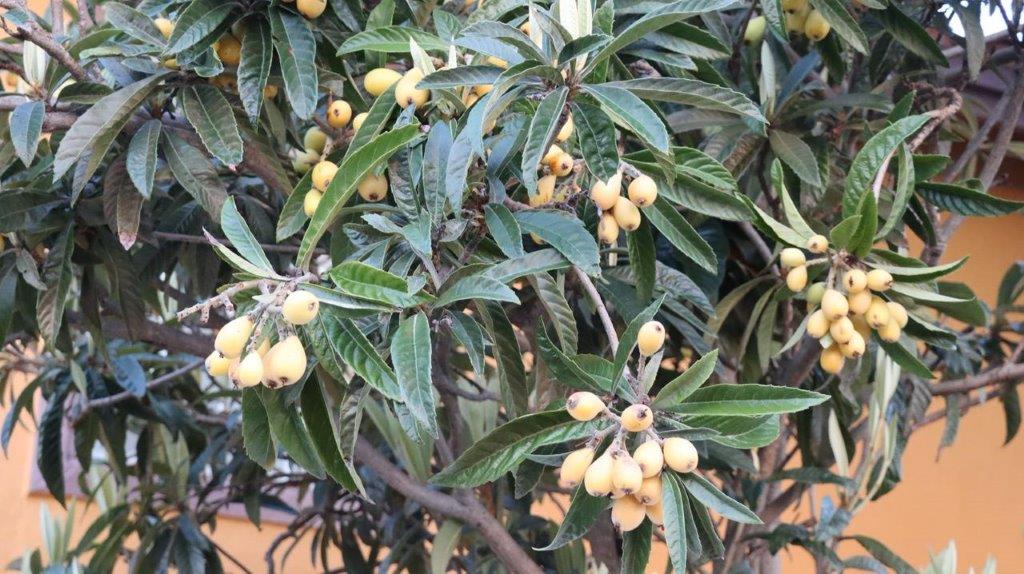 A close-up of a plant

Description automatically generated
