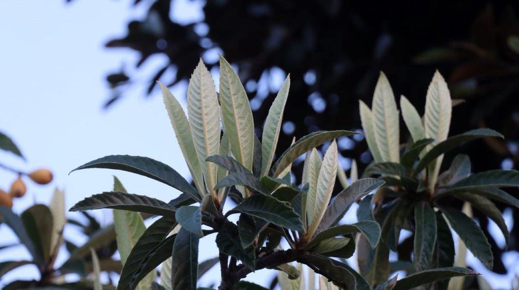 Close-up of a plant with leaves

Description automatically generated