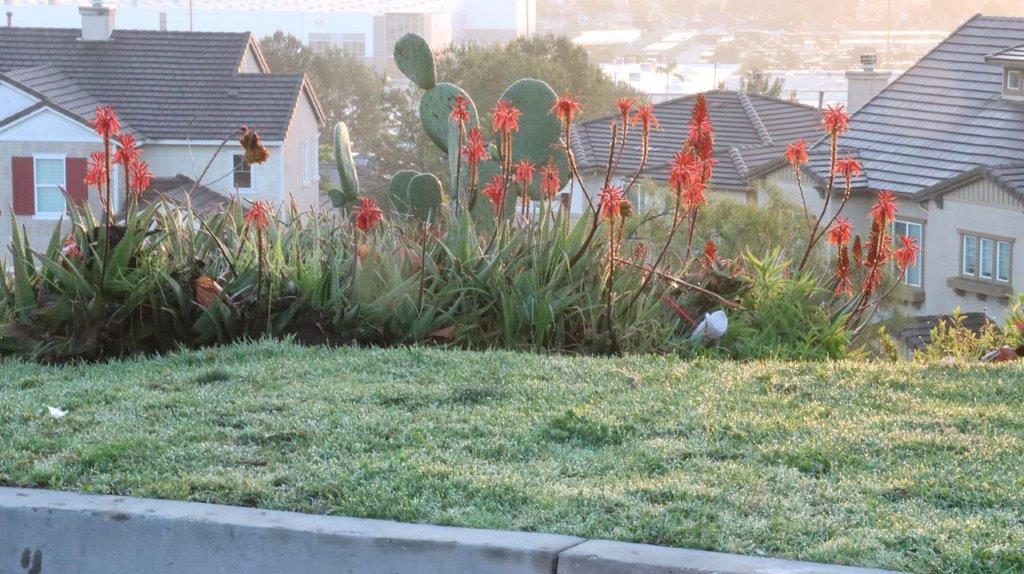 A green lawn with a cactus plant

Description automatically generated with medium confidence