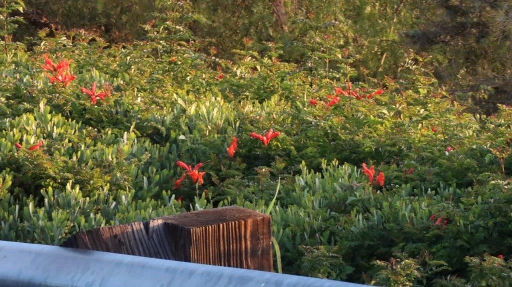 A close-up of a bush

Description automatically generated