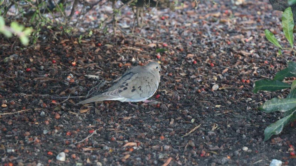 A bird sitting on the ground

Description automatically generated