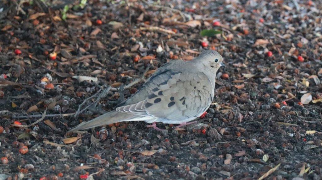 A bird standing on the ground

Description automatically generated