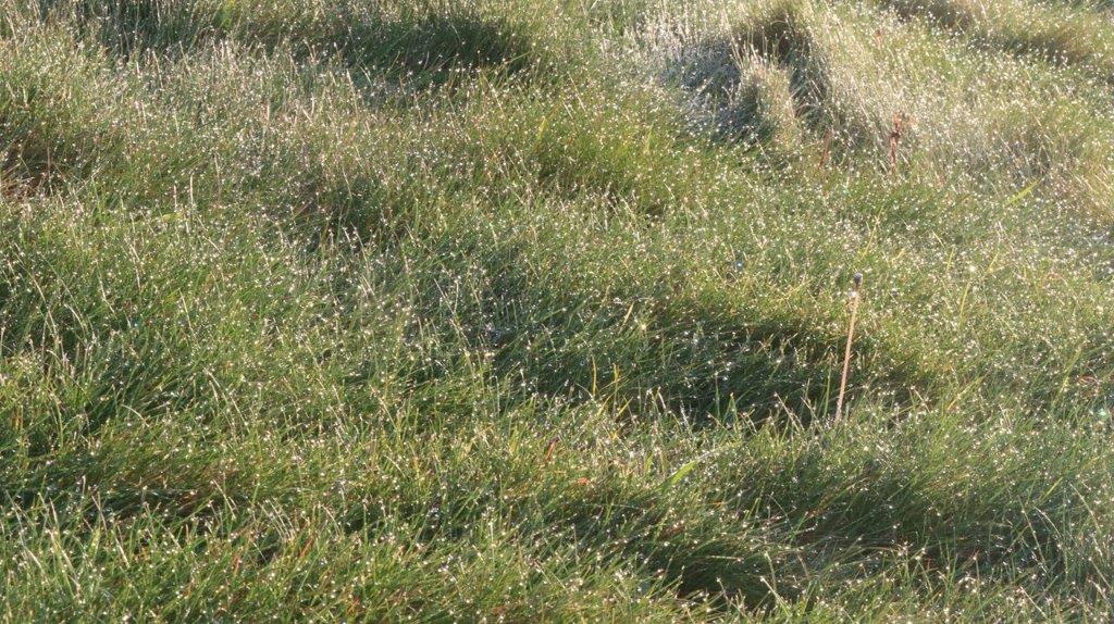 A close-up of a grassy field

Description automatically generated