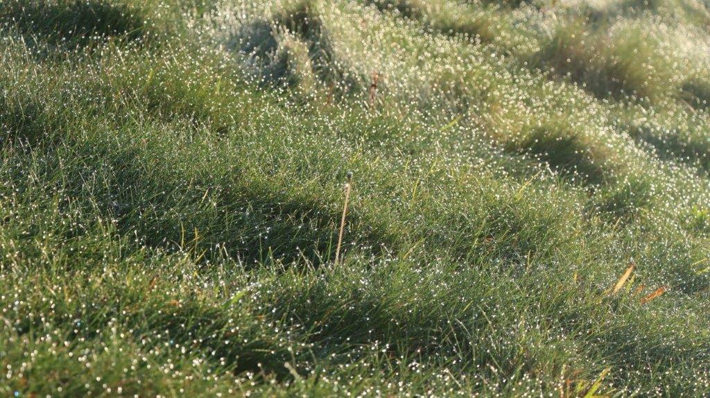 A close-up of a grassy field

Description automatically generated