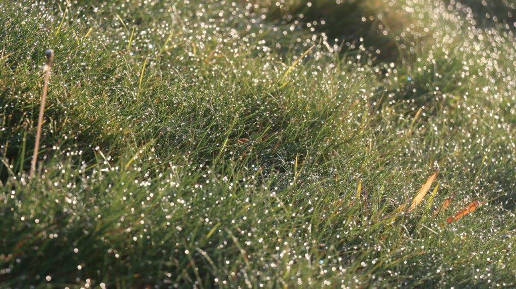 Close-up of a grass field

Description automatically generated