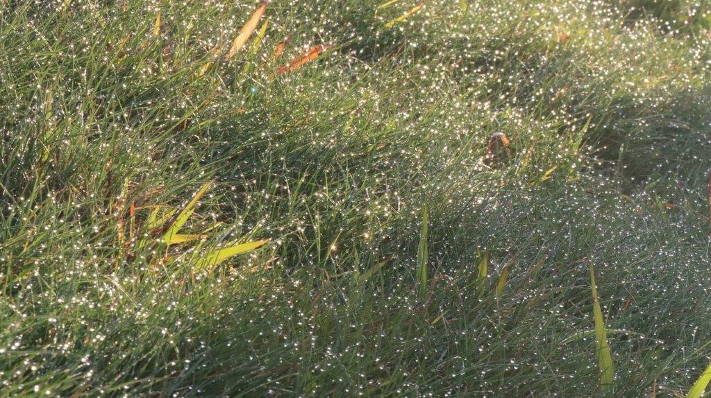 A close-up of grass with water droplets

Description automatically generated