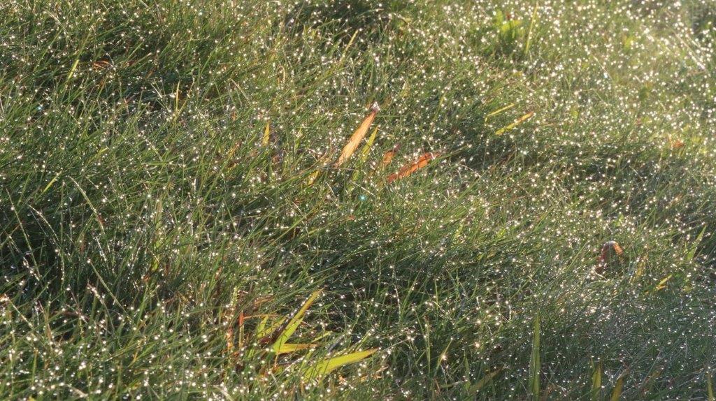A close-up of a grass field

Description automatically generated