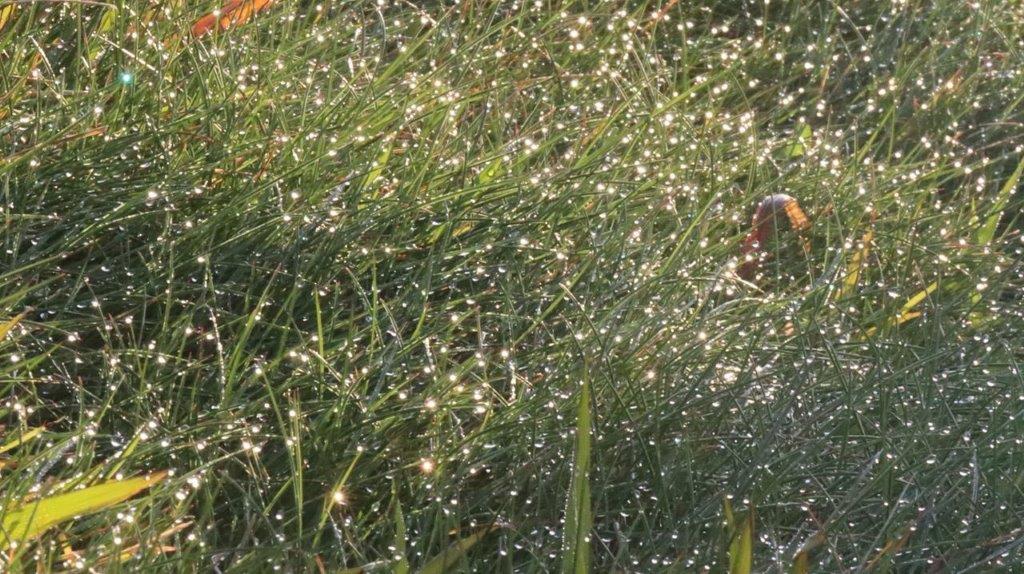 A close-up of a grass field

Description automatically generated