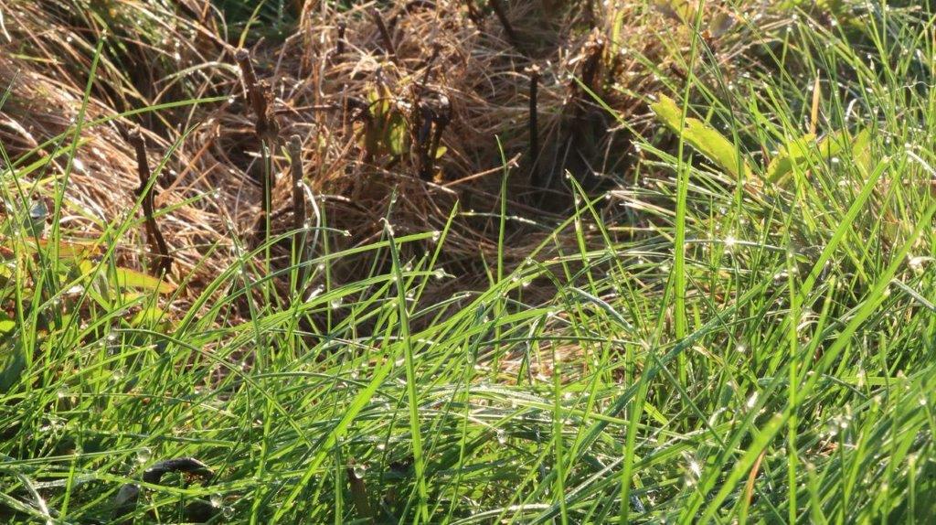 A close-up of grass

Description automatically generated