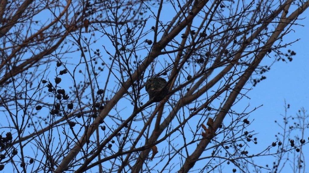 A bird in a tree

Description automatically generated