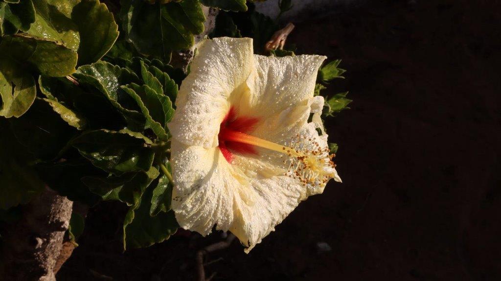 A close-up of a white flower

Description automatically generated