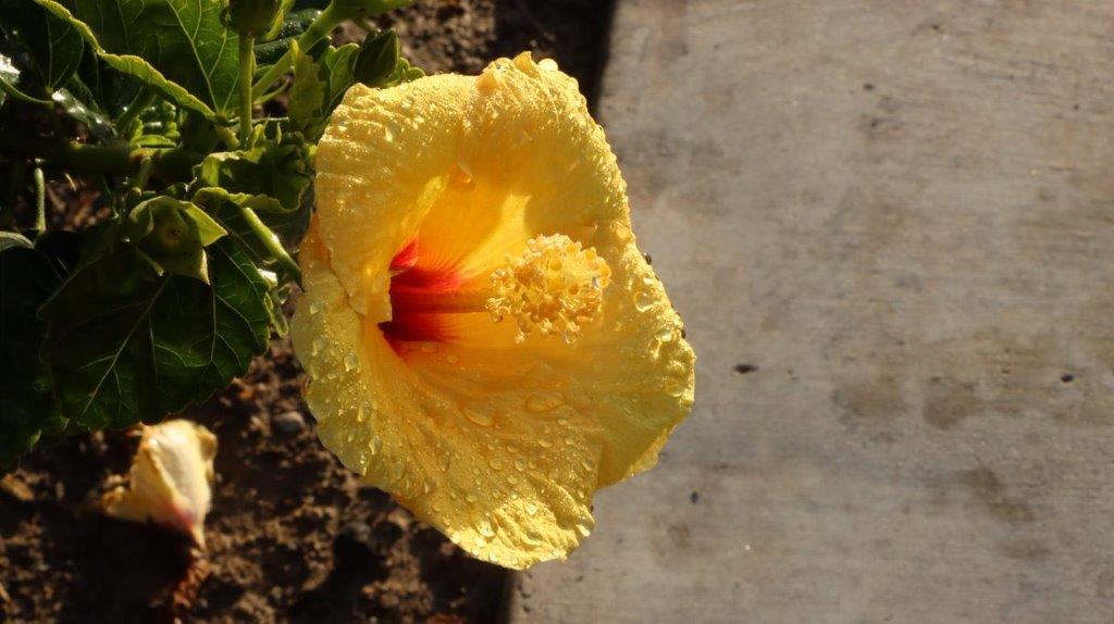 A yellow flower with a red center

Description automatically generated