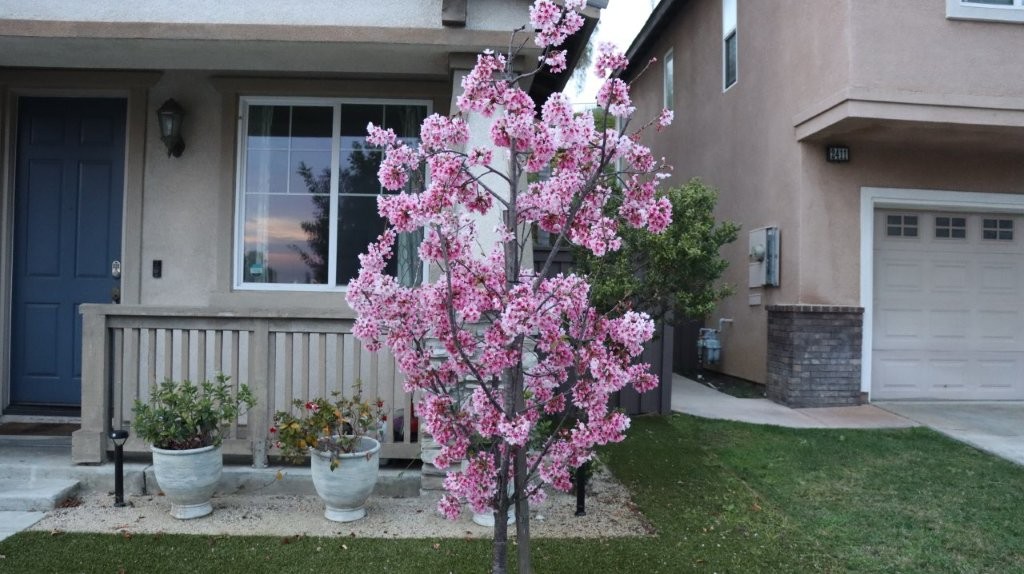 A tree with pink flowers in front of a house

AI-generated content may be incorrect.