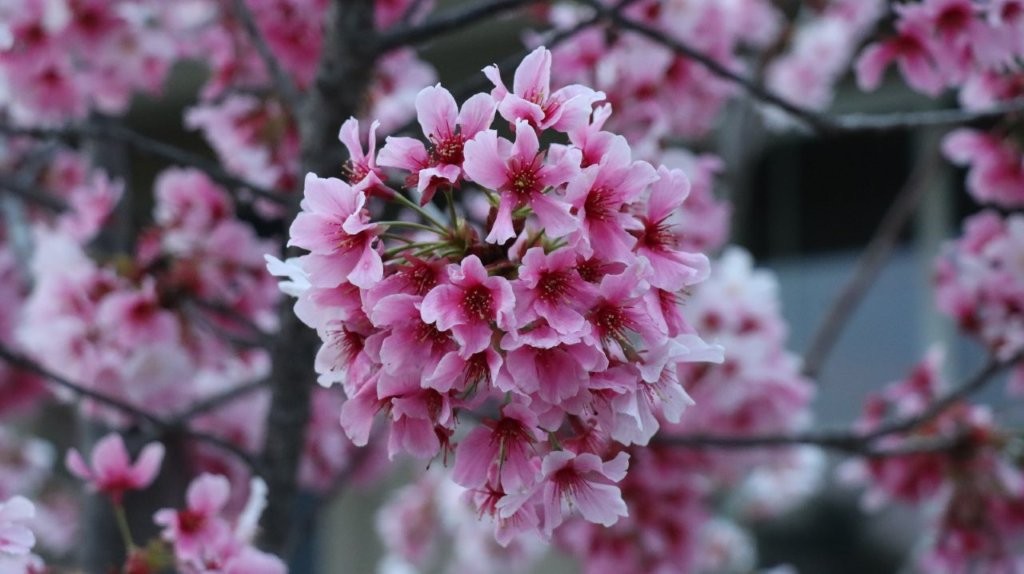 A close-up of a pink flower

AI-generated content may be incorrect.