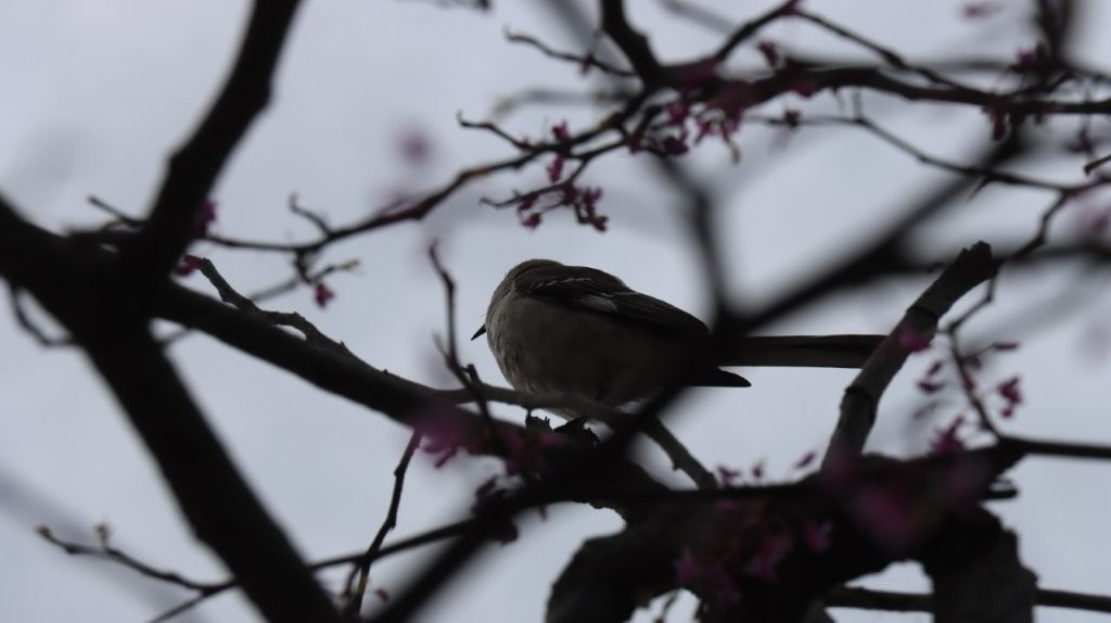 A bird sitting on a tree branch

AI-generated content may be incorrect.