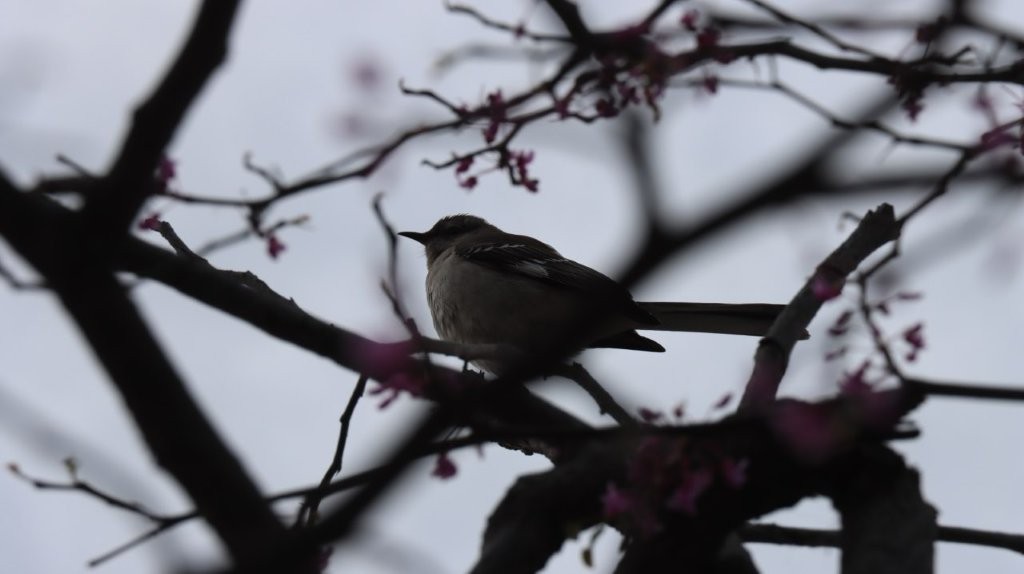 A bird sitting on a tree branch

AI-generated content may be incorrect.