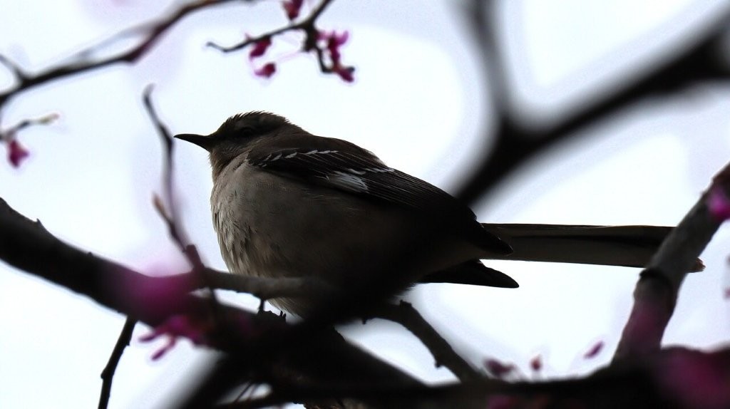 A bird sitting on a branch

AI-generated content may be incorrect.