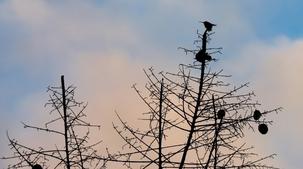 Birds on a tree branch

AI-generated content may be incorrect.