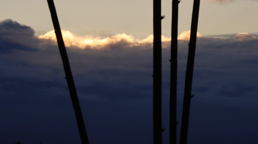 A group of thin trees in the sun

AI-generated content may be incorrect.