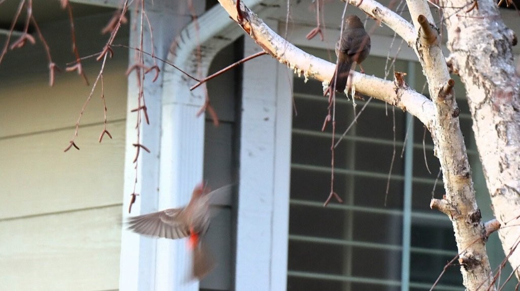 Birds flying in the air

AI-generated content may be incorrect.