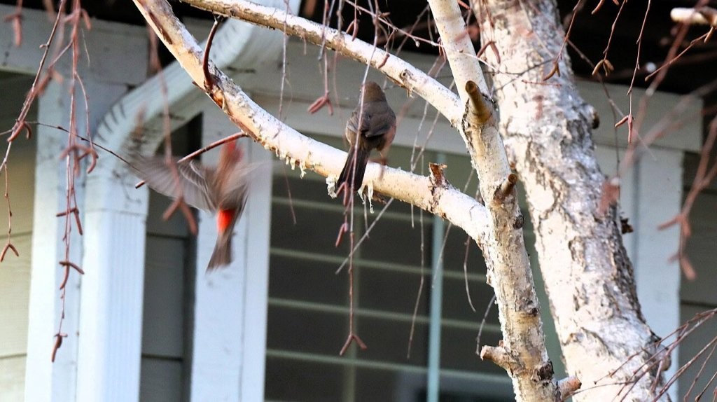 A bird on a tree branch

AI-generated content may be incorrect.