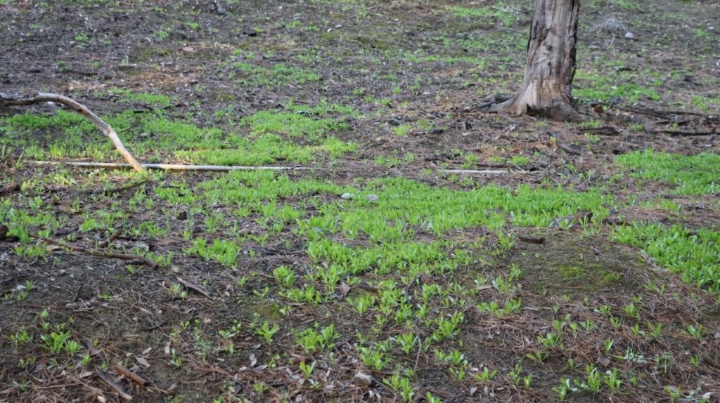 A grass field with a tree trunk

AI-generated content may be incorrect.